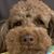 Angela DiStefano's profile image