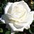Maha El Rashidy's profile image