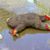 Peter Burrows's profile image