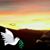 Nancy Lupparelli's profile image