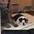 Shawnett Yvette Dennis's profile image