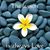 Michele Westphal Foresti's profile image