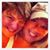 Shelly Seabolt Felicia Jordan's profile image