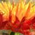 Destri Touchette's profile image