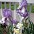 Melita Mertz's profile image