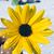 Rhonda Frizzell Harper's profile image