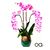 Orchid Arrangement's profile image