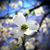 Briony Aaron Tomalesky's profile image