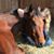 Brooke L Bartusiak-Link's profile image