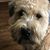 Lorraine Delia Watcke's profile image