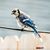 Debra Rone King's profile image