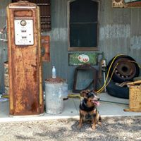 Wendy Pippert Walton's profile image