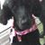 Bonnie Betz's profile image