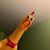 Rodney Ashley's profile image