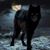 Shannon Wilson-witt's profile image