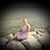 Donna Goss-Wright's profile image