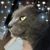 Laurie LeBoeuf's profile image