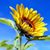Laura Crowder Storme's profile image