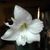 Ann Bloczynski's profile image