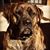 Chico Eddy Castillo's profile image