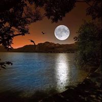 Aileen Massola-Bellingham's profile image