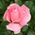Liz Petruska's profile image