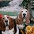 Sue Mason's profile image