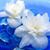 Yasmeen Shaheen's profile image