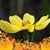 Diana Turk's profile image