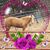 Wendy M. Miller's profile image
