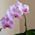 Odi Wilson's profile image