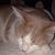 Isalel Tinoco Vasquez's profile image