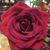 Janis Filipovich's profile image