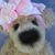 Lois Von Gunten's profile image