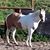 Lisa L Soares-Earley's profile image
