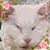 Karan Niederlander's profile image