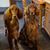 Dawn Darner's profile image