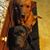 Shelby Schutte Rickert's profile image