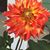 Carmen WillowPhoenix Adams's profile image