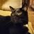 Lesley Veres's profile image