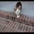 Sharlene Day Faulk's profile image