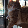 Donna H.'s profile image