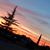 Cecy Renderos's profile image
