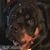 Donna Vescovi-Morris's profile image
