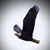 Joyce Shellhammer's profile image