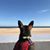 Debbie King's profile image