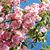 Pamela Harrill Richardson's profile image