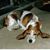 Dewey Coates's profile image
