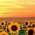 Andrea Lewis Syrowik's profile image
