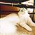 Amy Wolf Jones's profile image